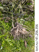 dahlia tubers just lifted for overwintering in garden. Стоковое фото, фотограф Ольга Сейфутдинова / Фотобанк Лори