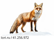 Обыкновенная лисица или рыжая лисица (Vulpes vulpes). Generative AI. Стоковое AI-изображение, AI-художник Щеголева Ольга / Фотобанк Лори