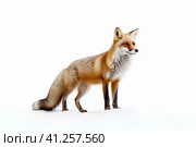 Обыкновенная лисица (Рыжая лисица, Vulpes vulpes). Generative AI. Стоковое AI-изображение, AI-художник Щеголева Ольга / Фотобанк Лори