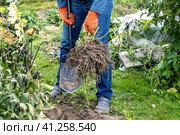 dahlia tubers just lifted for overwintering. Стоковое фото, фотограф Ольга Сейфутдинова / Фотобанк Лори