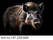 Кабан (Sus scrofa). Generative AI. Стоковое AI-изображение, AI-художник Щеголева Ольга / Фотобанк Лори