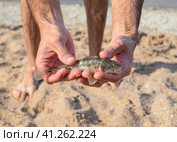 The fish is a bull in the hands. Benthic inhabitant of coastal waters. Стоковое фото, фотограф Леонид Еремейчук / Фотобанк Лори