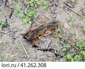 A big Gryllotalpa gryllotalpa on the ground. Gryllotalpa gryllotalpa is trying to dig a burrow. Стоковое фото, фотограф Леонид Еремейчук / Фотобанк Лори
