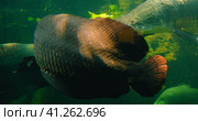 Arapaima gigas or pirarucu fish swimming in pond. It carnivore native to the basin of the Amazon Riv. Стоковое фото, фотограф Igor Tichonow / Фотобанк Лори