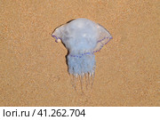 Jellyfish Rhizostoma root rope, thrown to the shore of the sea. Dead jellyfish. Стоковое фото, фотограф Леонид Еремейчук / Фотобанк Лори