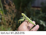 Praying mantis on man's hand. Стоковое фото, фотограф Леонид Еремейчук / Фотобанк Лори