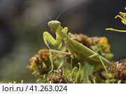 The female mantis religios. Predatory insects mantis. Стоковое фото, фотограф Леонид Еремейчук / Фотобанк Лори