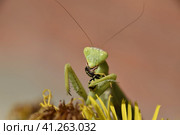 The female praying mantis devouring wasp. Стоковое фото, фотограф Леонид Еремейчук / Фотобанк Лори
