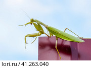 Praying mantis on a red fence. Predator insect mantis. Стоковое фото, фотограф Леонид Еремейчук / Фотобанк Лори