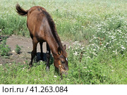 The grazed horse. Стоковое фото, фотограф Леонид Еремейчук / Фотобанк Лори