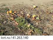 Heaps of rotting watermelons. Peel of melon. An abandoned field of watermelons and melons. Rotten watermelons. Remains of the harvest of melons. Rotting vegetables on the field. Стоковое фото, фотограф Леонид Еремейчук / Фотобанк Лори