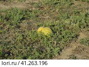 An abandoned field of watermelons and melons. Rotten watermelons. Remains of the harvest of melons. Rotting vegetables on the field. Стоковое фото, фотограф Леонид Еремейчук / Фотобанк Лори