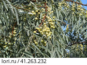 Elaeagnus commutata. Loch silver. Branch with unripe berries. Стоковое фото, фотограф Леонид Еремейчук / Фотобанк Лори
