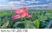 Lotus in the Akhtanizovsky estuary, Sea of Azov. Стоковое фото, фотограф Анна Кривицкая / Фотобанк Лори