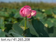 Lotus in the Akhtanizovsky estuary, Sea of Azov. Стоковое фото, фотограф Анна Кривицкая / Фотобанк Лори