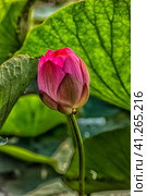 Lotus in the Akhtanizovsky estuary, Sea of Azov. Стоковое фото, фотограф Анна Кривицкая / Фотобанк Лори