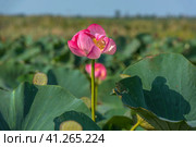 Lotus in the Akhtanizovsky estuary, Sea of Azov. Стоковое фото, фотограф Анна Кривицкая / Фотобанк Лори
