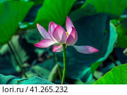 Lotus in the Akhtanizovsky estuary, Sea of Azov. Стоковое фото, фотограф Анна Кривицкая / Фотобанк Лори