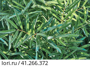 Foliage of burnet in sunlight. Стоковое фото, фотограф Ирина Кононова / Фотобанк Лори