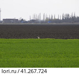 hare running across the field is a hare. A frightened hare. Стоковое фото, фотограф Леонид Еремейчук / Фотобанк Лори
