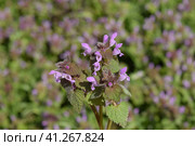 Lamium purpureum blooming in the garden. Стоковое фото, фотограф Леонид Еремейчук / Фотобанк Лори
