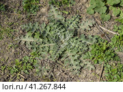 Onopordum acanthium Young leaves of a tartar. Tatarnik is a spiny weed. Стоковое фото, фотограф Леонид Еремейчук / Фотобанк Лори