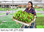 Female farmer drags box with spinach sprouts. Стоковое фото, фотограф Яков Филимонов / Фотобанк Лори