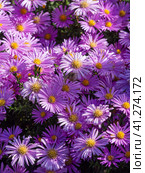 Closeup of beautiful purple aster flowers in a garden, flowers background. Aster dumosus (Symphyotrichum dumosum,Bushy aster). Japanese aster or Kalimeris incisa flowers. Стоковое фото, фотограф Александр Кротков / Фотобанк Лори