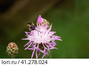 Оса сколия шеститочечная (лат. Scolia sexmaculata) на цветке василька лугового. Стоковое фото, фотограф Mixail59 / Фотобанк Лори