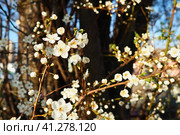 Blossoming of cherries, sweet cherries and bird cherry. Beautiful fragrant white flowers on the branches during the golden hour. Spring white flowers are collected in long thick drooping brushes. Стоковое фото, фотограф Юлия Петровская / Фотобанк Лори
