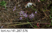 Lychnis flos-cuckoos. Kukushkin adonis and yarrow, photography of plants in the wild. Стоковое фото, фотограф Tae Mi / Фотобанк Лори