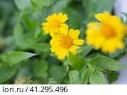 In the garden, the yellow flowers of the perennial plant Gaillardia aristata Maxima Aurea bloom. Reproduction and care. Selective focus. Стоковое фото, фотограф Коханова Наталья / Фотобанк Лори