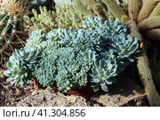 Echeveria amoena cristata, popular succulent plant. Стоковое фото, фотограф Ольга Огинская / Фотобанк Лори
