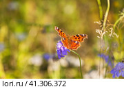Bright beautiful butterfly Aglais urticae, wren Nymphalis urticae from genus Nymphalidae with black spots on red-orange wings on flower in summer sunny day. Natural blurred background. Стоковое фото, фотограф Виктория Катьянова / Фотобанк Лори