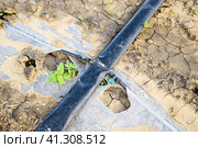 Watering system on the field of watermelons and melons. Shoots of melons and watermelons. Sown melon field. Стоковое фото, фотограф Леонид Еремейчук / Фотобанк Лори