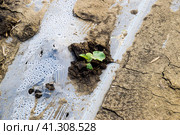 Watering system on the field of watermelons and melons. Shoots of melons and watermelons. Sown melon field. Стоковое фото, фотограф Леонид Еремейчук / Фотобанк Лори