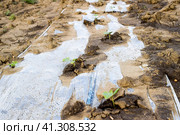 Watering system on the field of watermelons and melons. Shoots of melons and watermelons. Sown melon field. Стоковое фото, фотограф Леонид Еремейчук / Фотобанк Лори