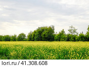 Rapeseed field. Yellow rape flowers, field landscape. Стоковое фото, фотограф Леонид Еремейчук / Фотобанк Лори