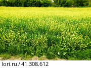 Rapeseed field. Yellow rape flowers, field landscape. Стоковое фото, фотограф Леонид Еремейчук / Фотобанк Лори