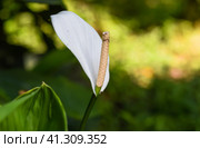 Spathiphyllum cochlearispathum commonly called peace lily growing in Vietnam. Стоковое фото, фотограф Татьяна Терехина / Фотобанк Лори