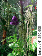 Blooming purple moth orchid among tropical vegetation. Стоковое фото, фотограф Евгений Харитонов / Фотобанк Лори