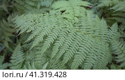 Openwork fern full screen. Close-up. A carved green leaf sways in the breeze, ants run along it. A shady meadow in the forest. Стоковое видео, видеограф Вера Ивановна Кубарева / Фотобанк Лори