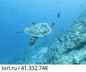 Green turtle swimming in the depths of the Indian ocean, Maldive islands. Стоковое фото, фотограф VittoriaChe / Фотобанк Лори
