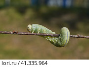 The large birch sawfly, or birch leaf–gnawer (Lat. Cimbex femoratus). The larva is very similar to a butterfly caterpillar (false caterpillar). It feeds exclusively on birch leaves. Стоковое фото, фотограф Андрей Жигальцов / Фотобанк Лори