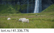 Iceland sheeps in meadow with beautiful Seljalandsfoss waterfall in defocused background. Стоковое видео, видеограф Igor Tichonow / Фотобанк Лори