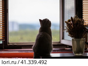 Милый кот сидит на подоконнике и смотрит в окно. Стоковое фото, фотограф Андрей Иванов / Фотобанк Лори