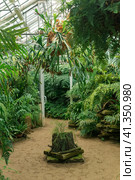 Interior of a large greenhouse with a collection of ferns. Стоковое фото, фотограф Евгений Харитонов / Фотобанк Лори