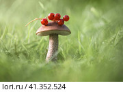 Beautiful mushroom with red berries on a green grass background. Edible delicious mushroom Rough boletus or birch mushroom, leccinum scabrum closeup. Стоковое фото, фотограф Марина Багрова / Фотобанк Лори