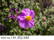 A useful shrub (Cistus creticus, Cistus incanus) close-up. Стоковое фото, фотограф Татьяна Ляпи / Фотобанк Лори