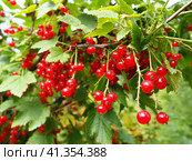 The redcurrant or red currant Ribes rubrum is a member of the genus Ribes in the gooseberry family. Tart flavor. High content of organic acids and mixed polyphenols. Bush with ripe currants close-up. Стоковое фото, фотограф Юлия Петровская / Фотобанк Лори